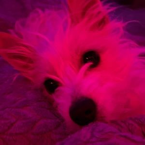 Meet your Posher, Marie